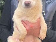 Sabrina auf Pflegestelle in Bayern - Bad Vilbel