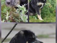 Unsere vier Terriermischlingswelpen Tara, Maggy, Jonny und Willy ca 5 Monate alt und ca 35-45 cm groß - Angern