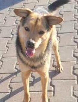 Adrian Junghund sucht Familie - Hüllhorst