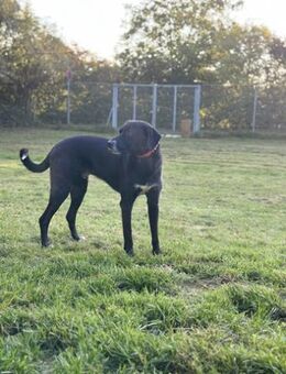 Diago, noch schreckhaft, gern Zweithund - Bückeburg