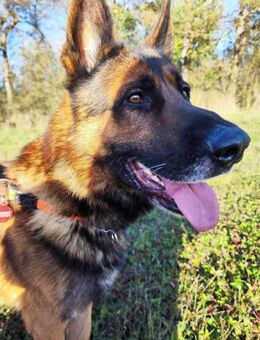 Deutscher Schäferhund Senior geb.2018 - Remagen