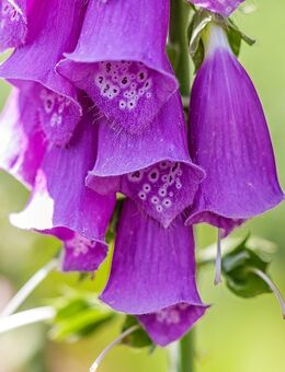 Samen ROTER FINGERHUT (Digitalis purpurea) heimische Giftpflanze Naturgarten - Göttingen