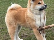 Hübsche Akita Inu Welpen - Minden (Nordrhein-Westfalen)