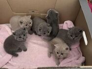 Reinrassige BKH Britisch Kurzhaar Kitten suchen ein Neues Zuhause - Ahlen