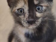 Katzenbabys - Bamberg