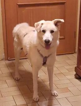 TOBIA jun. - auf PS in Rheinland-Pfalz - Regensburg