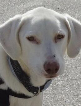 Hammy, geb. ca. 10/2022, Griechenland - Euskirchen