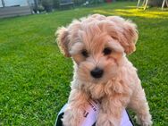 Süße Maltipoo F1 - Römerberg