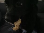 8 Monate alter Hund zu verkaufen - Leipzig
