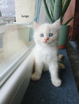 Ragdoll Perser mix Kitten - Waldkraiburg Zentrum