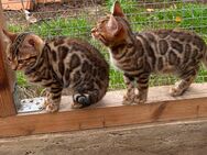 Bengal Kitten in toller Zeichnung - Wriezen