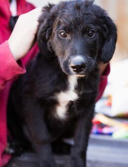 Rudi 💗 verspielter, lieber Welpenbub! - Hamburg