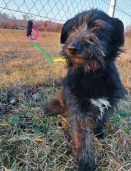 Die schüchterne Nina - Rambin