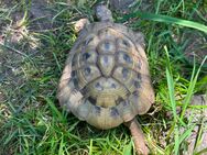 Männliche Testudo hermanni - Habighorst
