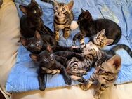 Atemberaubende Bengal Kitten, melanistic und brown - Haßloch