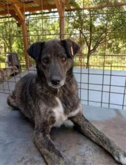 Pieri Pflegestelle oder Zuhause gesuch - Oberwies