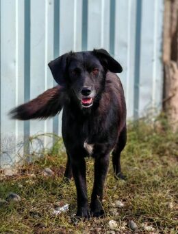 💕Parmida💕 sucht ihre Menschen💕 - Freilassing