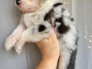 MINI AUSSIE WELPEN MÄDELS - Greimersburg