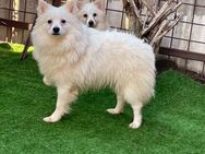 Ted SR Sensibler Spitz - Neustadt (Rübenberge)
