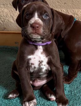 Vizsla Magyar Mix Welpen Rüden - Jettenbach (Bayern)