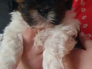Zuckersüsse Teddybären- reinrassige Shih-Tzu Welpen - Hamburg