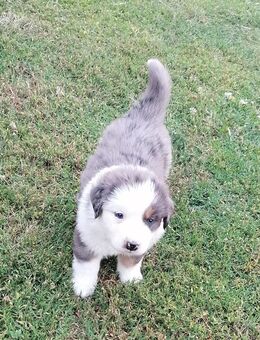 Sennenhund/Australien Shepherd Mix Welpen zu verkaufen - Raguhn-Jeßnitz