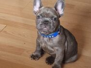 Französische Bulldoggen Welpen - Bad Brückenau
