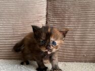 Maine Coon Kitten - Neuhaus (Rennweg) Zentrum