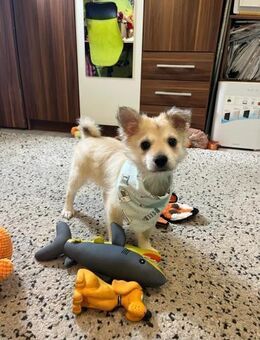 🐾 Diego ein 4 Monate alter Kleinspitz - Kassel