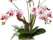 Kunstorchidee Deko-Orchidee Phalaenopsis im Keramiktopf Orchidee Phalaenopsis, Creativ green, Höhe 46 cm