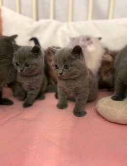 Reinrassige BKH-Kitten - Köln