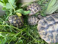 Griechische Landschildkröten aus unserer Hobbyzucht - Arnsberg