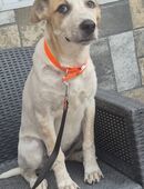 Die kleine Susi sucht ein zu Hause in 54636