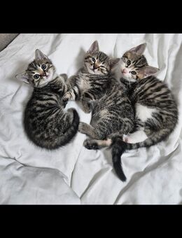 Babykatzen - Wolfratshausen