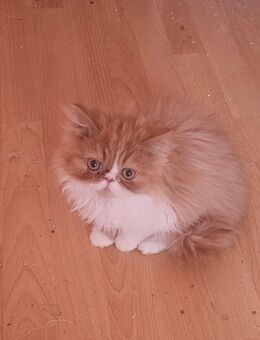 Perserkitten 3 Jungs - Stadtbergen