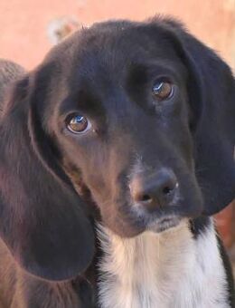 Potter -als Welpe ausgesetzt- - Oldenburg