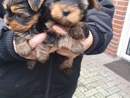 Kleine süße Yorkshire terrier zuverkaufen - Papenburg