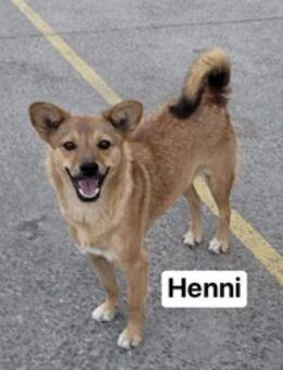 Henni - im Tierheim und kann doch lachen - Berlin