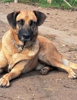 Charlie sucht sein Glück - Weilheim (Oberbayern)