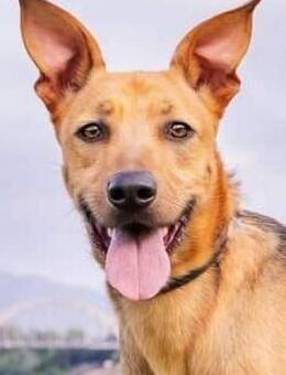 Thor - sucht aktive Familie - Endingen (Kaiserstuhl)