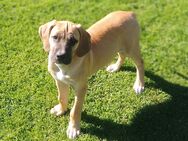 Doggen mix - Westoverledingen
