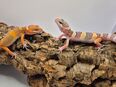 Super süße Leopardgeckos 2025 super Zahm in 41363