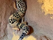 Leoparden Gecko mit Terrarium - Weiskirchen