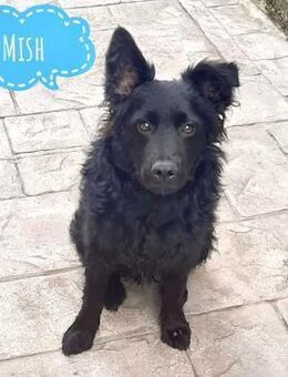 Mish ein wahrer Schatz - Flörsheim-Dalsheim