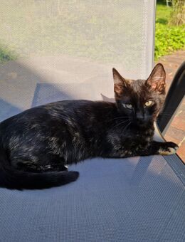 Katzen in liebevolles Zuhause abzugeben - Stadland