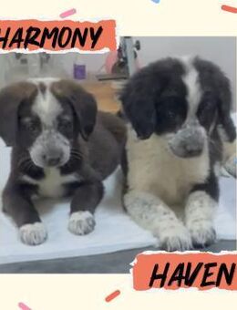 ♥️2 Schwestern suchen ihre Familien♥️ - Bissingen