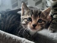 Verkaufen babykatzen. 2 Jungens - Oberkochen