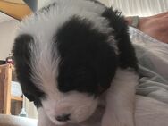 Bernersenne Landseer Welpen - Werl