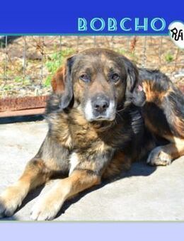 🤎 BOBCHO 🤎 - GLÜCKLICHES LEBEN GESUCHT - Alfeld (Leine)