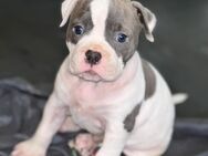 Sieben prachtvolle Old English Bulldog Welpen - Jördenstorf